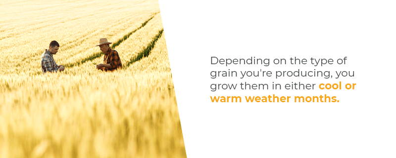 Warm or Cool Weather Grain