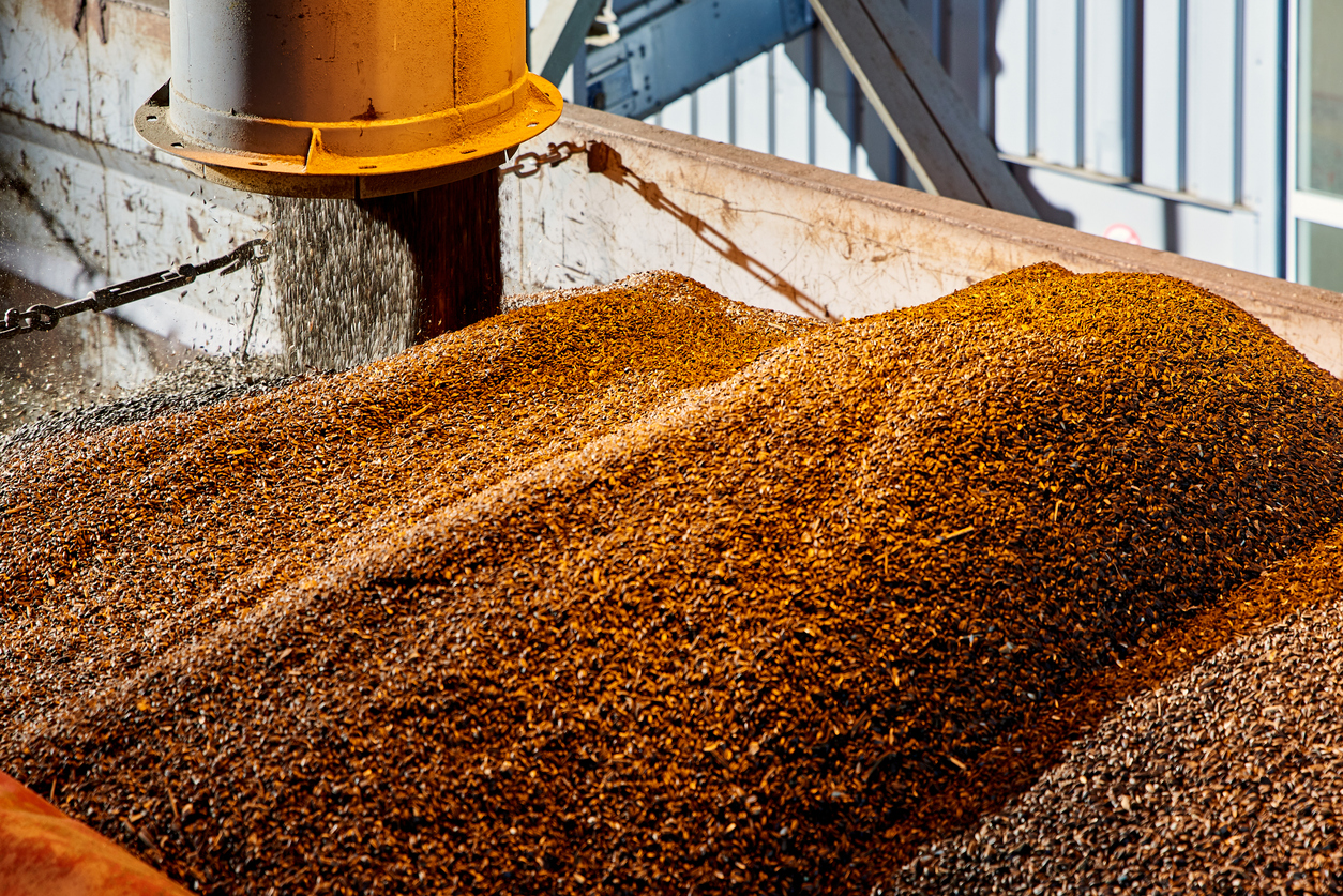 SUNFLOWER GRAINS ARE SUPPLIED BY A PIPE INTO THE ELEVATOR FOR DRYING AND STORAGE.